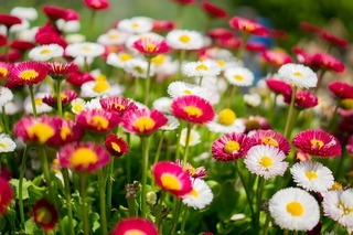 daisies-384584_640.jpg